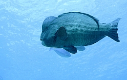 Sipadan_2015_Poisson perroquet a bosse_Bolbometopon muricatum_IMG_2186_rc